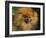 Pomeranian Portrait-Adriano Bacchella-Framed Photographic Print