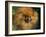 Pomeranian Portrait-Adriano Bacchella-Framed Photographic Print