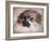 Pomeranian Portrait-Jai Johnson-Framed Giclee Print