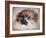 Pomeranian Portrait-Jai Johnson-Framed Giclee Print