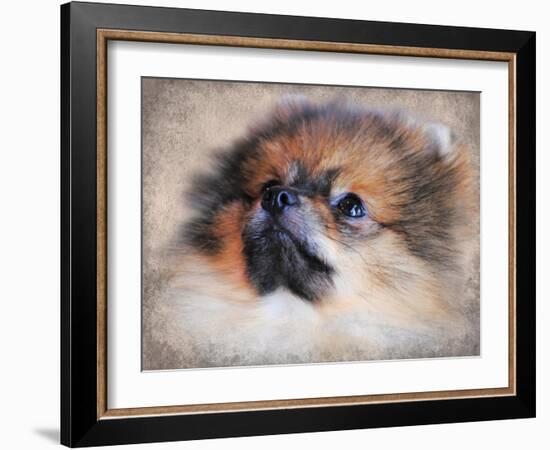 Pomeranian Portrait-Jai Johnson-Framed Giclee Print