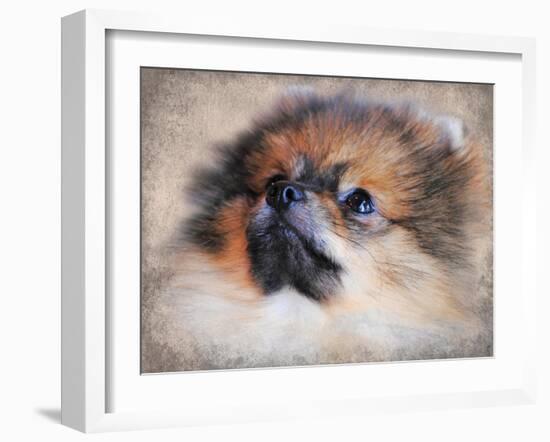 Pomeranian Portrait-Jai Johnson-Framed Giclee Print