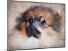 Pomeranian Portrait-Jai Johnson-Mounted Giclee Print