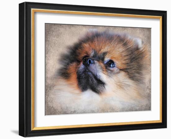 Pomeranian Portrait-Jai Johnson-Framed Giclee Print