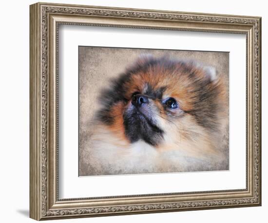 Pomeranian Portrait-Jai Johnson-Framed Giclee Print