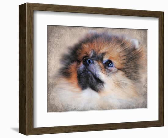 Pomeranian Portrait-Jai Johnson-Framed Giclee Print