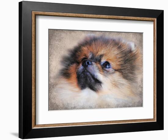 Pomeranian Portrait-Jai Johnson-Framed Giclee Print