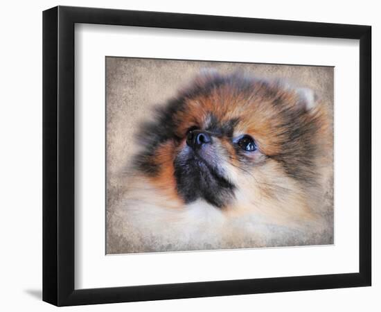 Pomeranian Portrait-Jai Johnson-Framed Giclee Print