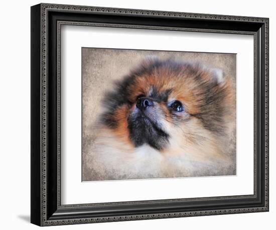 Pomeranian Portrait-Jai Johnson-Framed Giclee Print
