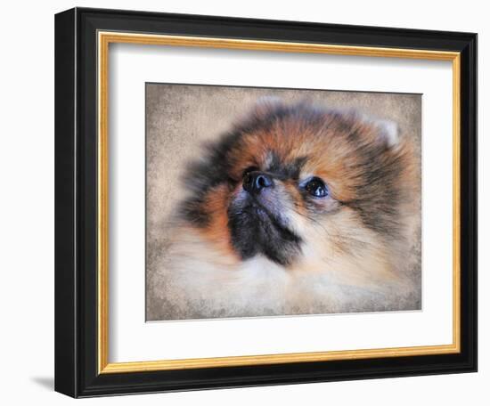 Pomeranian Portrait-Jai Johnson-Framed Giclee Print