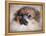 Pomeranian Portrait-Jai Johnson-Framed Premier Image Canvas