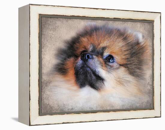 Pomeranian Portrait-Jai Johnson-Framed Premier Image Canvas