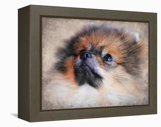 Pomeranian Portrait-Jai Johnson-Framed Premier Image Canvas