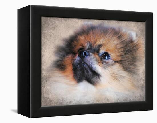 Pomeranian Portrait-Jai Johnson-Framed Premier Image Canvas