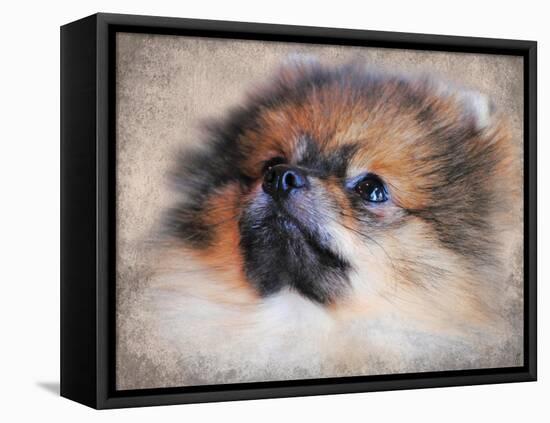 Pomeranian Portrait-Jai Johnson-Framed Premier Image Canvas