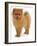 Pomeranian Puppy, 10 Weeks Old-Jane Burton-Framed Photographic Print