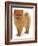 Pomeranian Puppy, 10 Weeks Old-Jane Burton-Framed Photographic Print