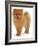 Pomeranian Puppy, 10 Weeks Old-Jane Burton-Framed Photographic Print