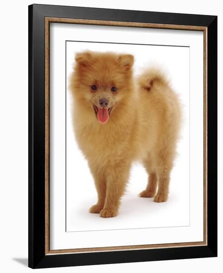 Pomeranian Puppy, 10 Weeks Old-Jane Burton-Framed Photographic Print