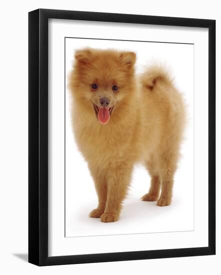 Pomeranian Puppy, 10 Weeks Old-Jane Burton-Framed Photographic Print