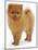 Pomeranian Puppy, 10 Weeks Old-Jane Burton-Mounted Photographic Print