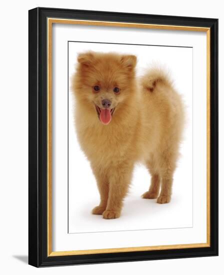 Pomeranian Puppy, 10 Weeks Old-Jane Burton-Framed Photographic Print