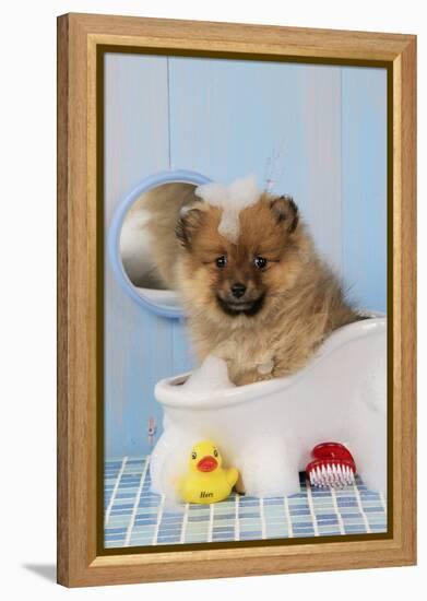 Pomeranian Puppy in Bath (10 Weeks Old)-null-Framed Premier Image Canvas