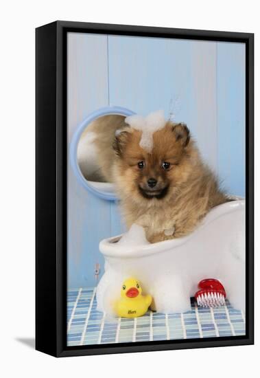 Pomeranian Puppy in Bath (10 Weeks Old)-null-Framed Premier Image Canvas