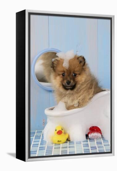 Pomeranian Puppy in Bath (10 Weeks Old)-null-Framed Premier Image Canvas
