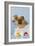 Pomeranian Puppy in Bath (10 Weeks Old)-null-Framed Photographic Print