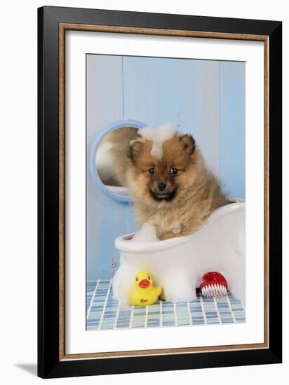 Pomeranian Puppy in Bath (10 Weeks Old)-null-Framed Photographic Print