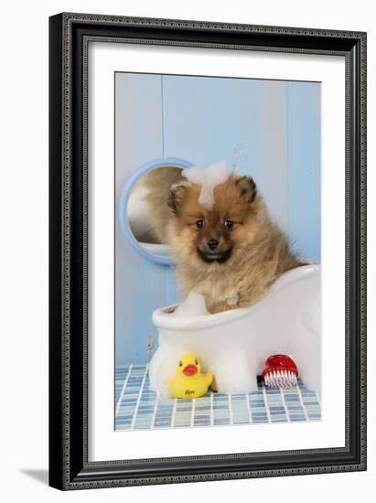 Pomeranian Puppy in Bath (10 Weeks Old)-null-Framed Photographic Print