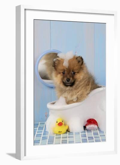 Pomeranian Puppy in Bath (10 Weeks Old)-null-Framed Photographic Print