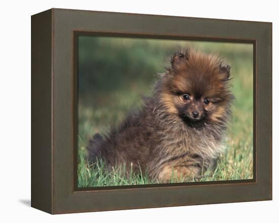 Pomeranian Puppy on Grass-Adriano Bacchella-Framed Premier Image Canvas