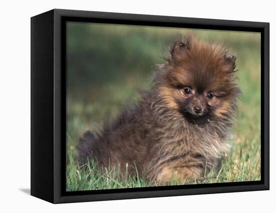 Pomeranian Puppy on Grass-Adriano Bacchella-Framed Premier Image Canvas