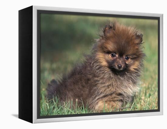 Pomeranian Puppy on Grass-Adriano Bacchella-Framed Premier Image Canvas