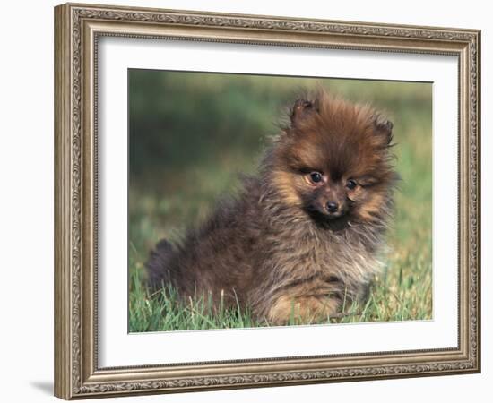 Pomeranian Puppy on Grass-Adriano Bacchella-Framed Photographic Print