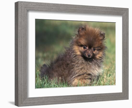 Pomeranian Puppy on Grass-Adriano Bacchella-Framed Photographic Print