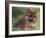 Pomeranian Puppy on Grass-Adriano Bacchella-Framed Photographic Print