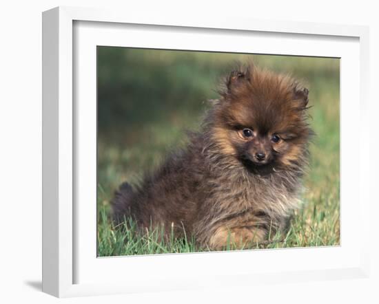 Pomeranian Puppy on Grass-Adriano Bacchella-Framed Photographic Print