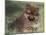 Pomeranian Puppy on Grass-Adriano Bacchella-Mounted Photographic Print