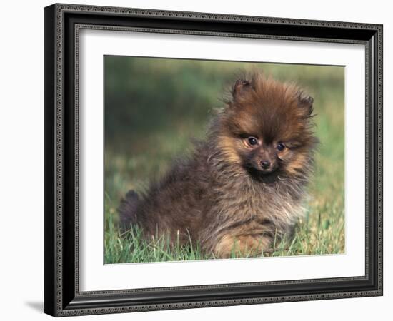 Pomeranian Puppy on Grass-Adriano Bacchella-Framed Photographic Print