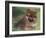 Pomeranian Puppy on Grass-Adriano Bacchella-Framed Photographic Print