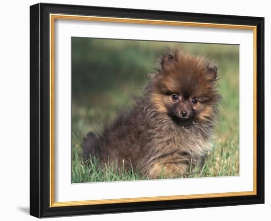 Pomeranian Puppy on Grass-Adriano Bacchella-Framed Photographic Print