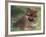 Pomeranian Puppy on Grass-Adriano Bacchella-Framed Photographic Print