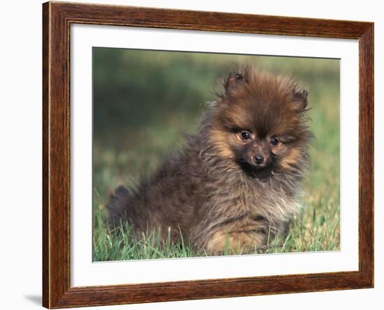 Pomeranian Puppy on Grass-Adriano Bacchella-Framed Photographic Print