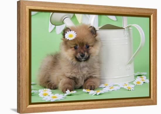 Pomeranian Puppy Sitting Next to Watering-null-Framed Premier Image Canvas