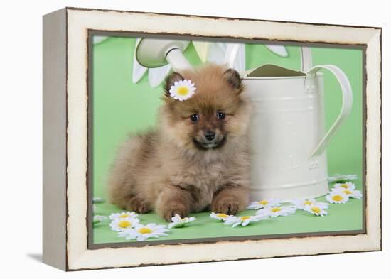 Pomeranian Puppy Sitting Next to Watering-null-Framed Premier Image Canvas