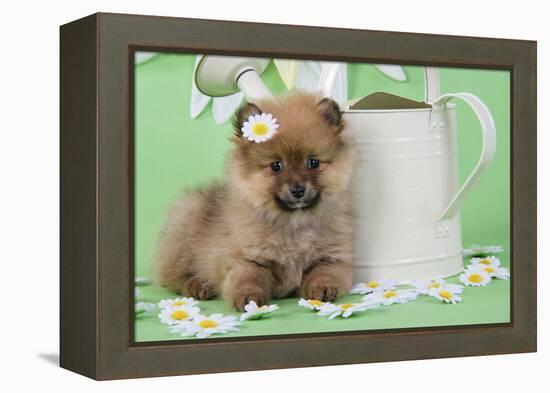 Pomeranian Puppy Sitting Next to Watering-null-Framed Premier Image Canvas