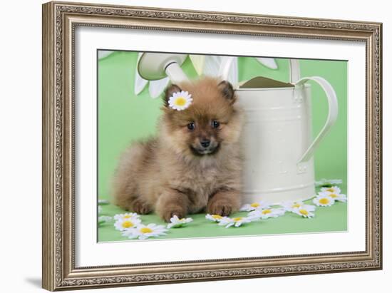 Pomeranian Puppy Sitting Next to Watering-null-Framed Photographic Print